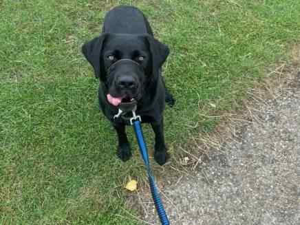 Hugo