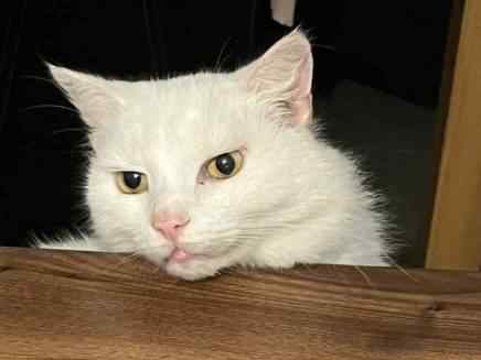 Freddie our puss