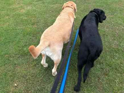 Hugo & Harvey