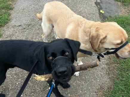 Hugo & Harvey