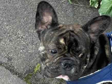 Cooper (Frenchie)