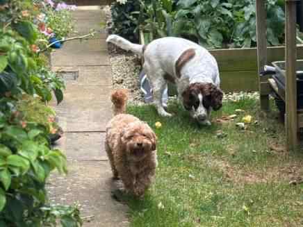Bhodi & Gatsby