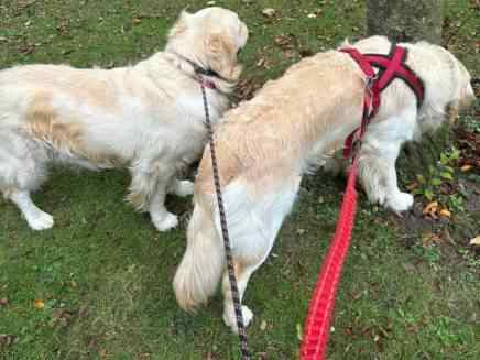 Murphy & Missy