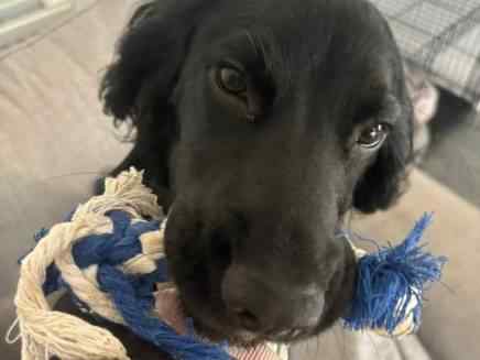 Winston