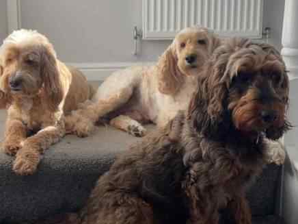 Alfie, Jazz & Maisie
