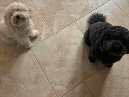 Darcy & Oscar