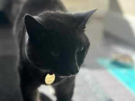 Ruby Cat