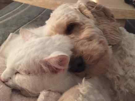 Freddie & Alfie