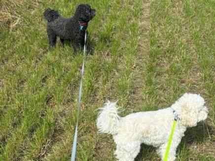 Darcy & Oscar