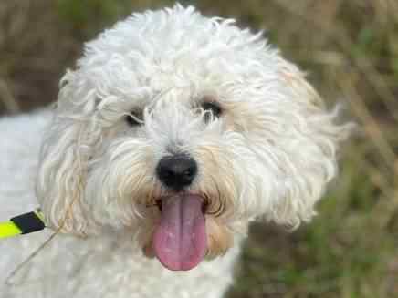 Darcy