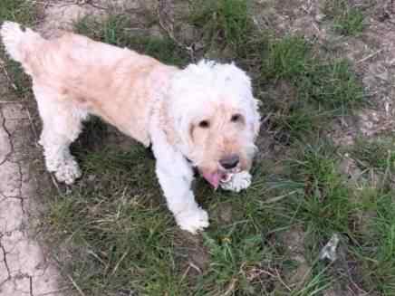 Alfie