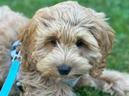 Ralphi Gorgeous Puppy