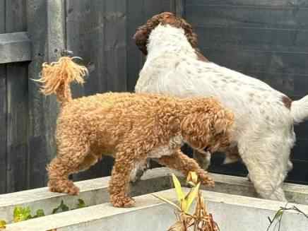 Bhodi & Gatsby