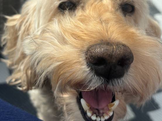 Alfie our doggy