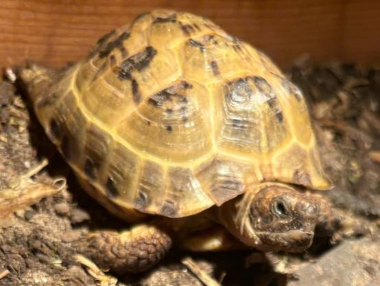 Trev our tortoise